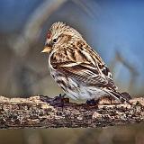 Common Redpoll_24424